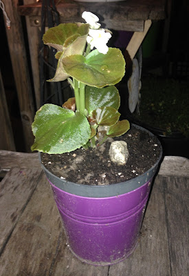 White Begonia in a Purple Container