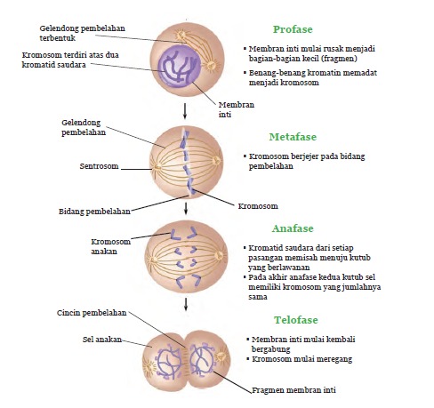 Pembelahan Mitosis