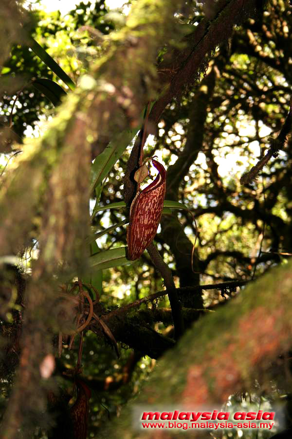 Cameron Highlands Pitcher Plant