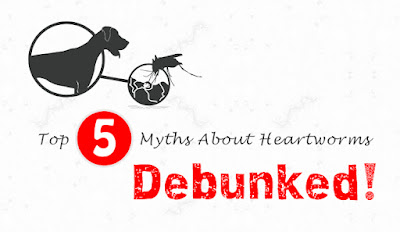 Top 5 Myths About Heartworms – Debunked!