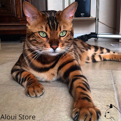 Bengal cat, brdees