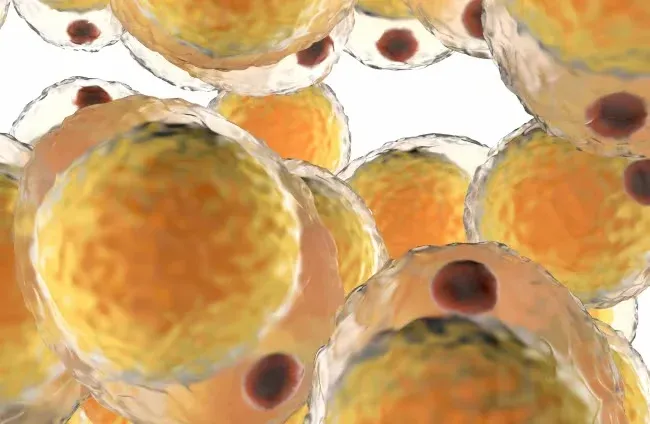 الخلايا الدهنية