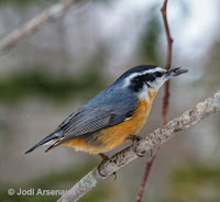 Red-breasted Nuthatch – near O’Leary, PEI – Mar. 9, 2018 – © Jodi Arsenault 