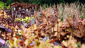 heuchera plants in the color of the year