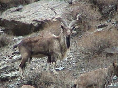 Beautiful,cute,brown,white markhor  is sitting in hill,wallpapers,pictures,images  