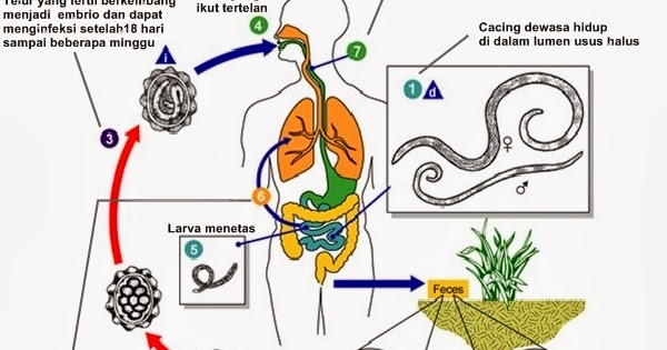 Klasifikasi Nemathelminthes Nematoda