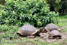 Tortoise - Staff Meeting