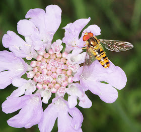 Marmalade hoverfly, Episyrphus balteatus, on a small scabious, Scabiosa columbaria, on Riddlesdown Common.  City of London Commons outing to Riddlesdown Quarry, 2 July 2011.