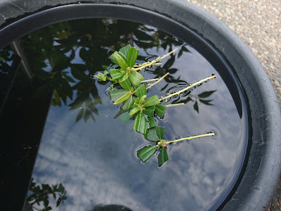 挿し穂　水揚げ