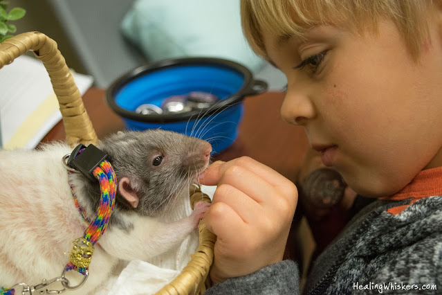 Vincent the therapy rat is fed a treat by a child while visiting a school