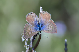 mariposa-gris-estriada-leptotes-pirithous-hembra