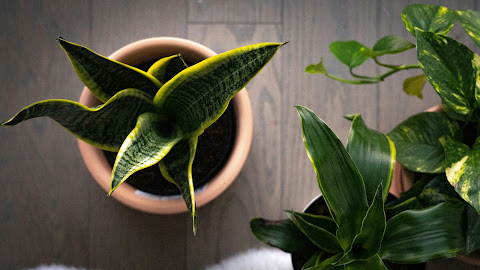 Snake Plant : Care & Growing Guide