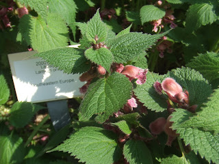 Lamium orvala