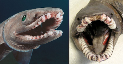 Shark From 80 Million Years Ago Is Still Alive – It Has A Snake’s Head And Insane Teeth