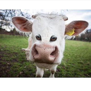 Si los animales tuvieran los ojos en frente vaca