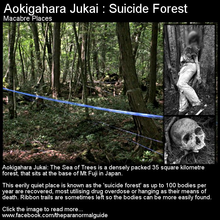 "The woods of death" "Suicide Forrest" The story of 