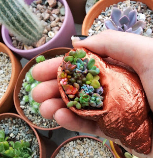 seashell succulent arrangement