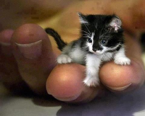 Smallest Cat in the World