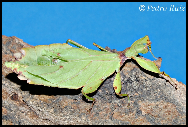 Hembra adulta de Phyllium jacobsoni, 7 cm de longitud