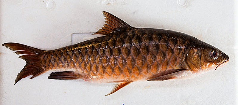  Ikan Empurau  Sarawak Termahal Di Malaysia Myrodreel
