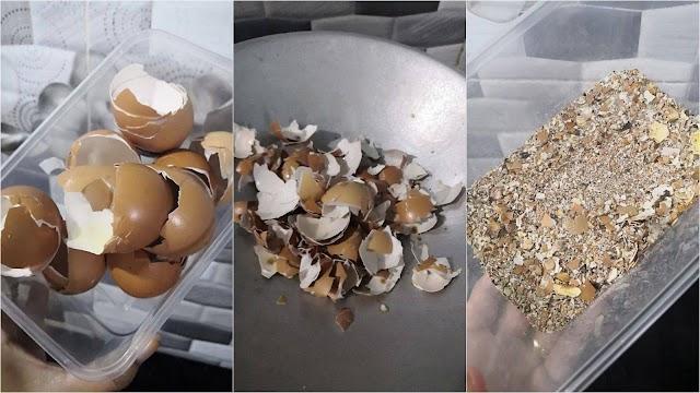 Kulit Telur Jangan Buang Boleh Jadi Baja Suburkan Tanaman Caranya Mudah Saja