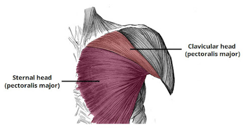 Anatomy of upper chest muscles | Best upper chest exericse | Exercise for upper chest - fitROSKY