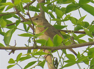 Blyth's Reed-Warbler