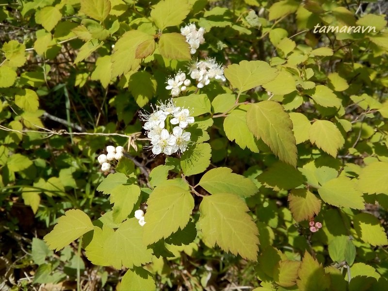 Смотрите также тему:  Спирея уссурийская / Таволга уссурийская (Spiraea ussuriensis)