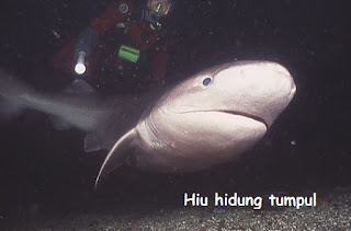 ikan hiu hidung tumpul dengan penyelam