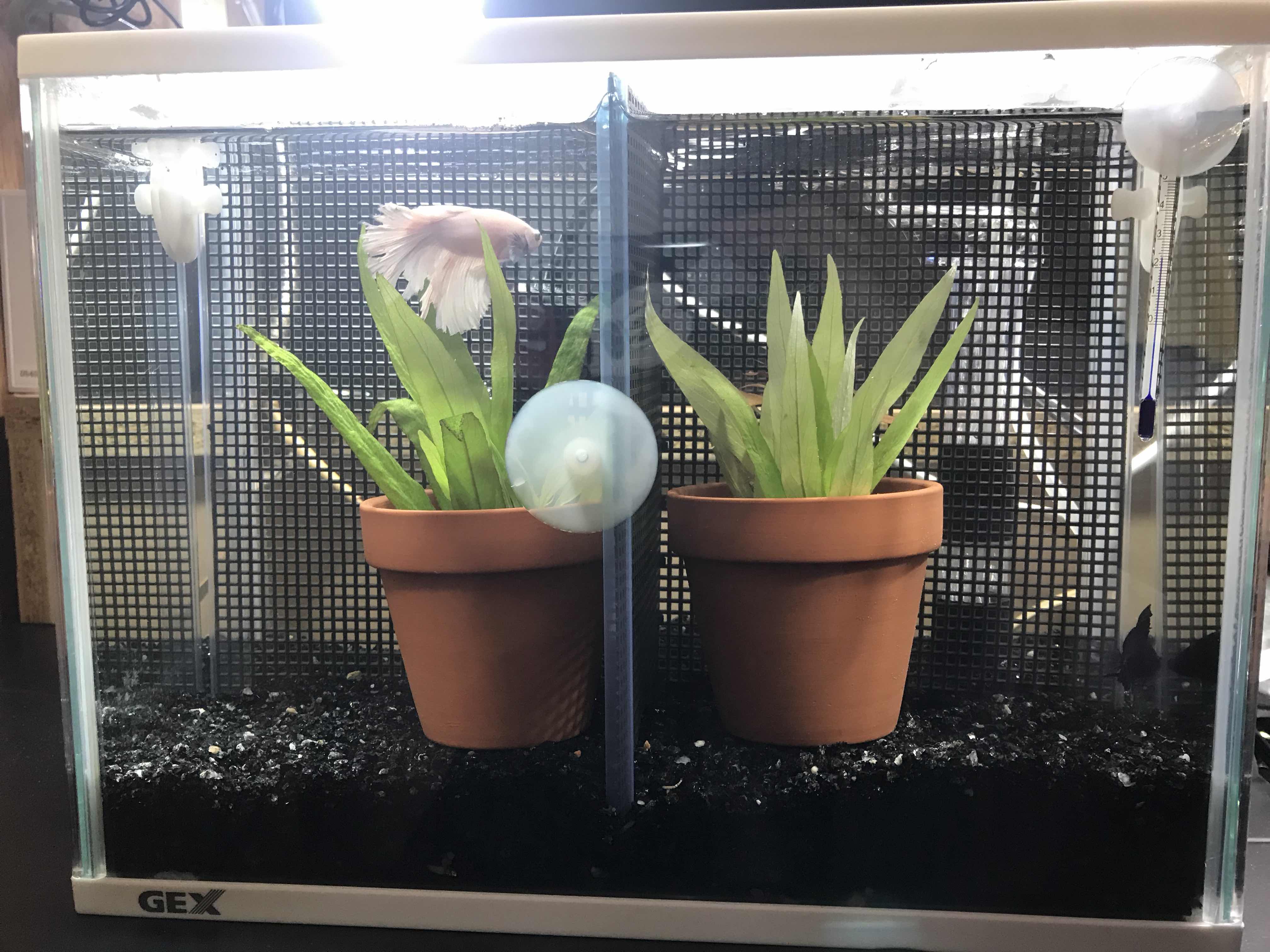 To Live Comfortably 余った水草を鉢植えに
