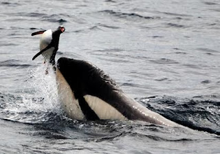 Resultado de imagen de depredadores marinos pinguinos