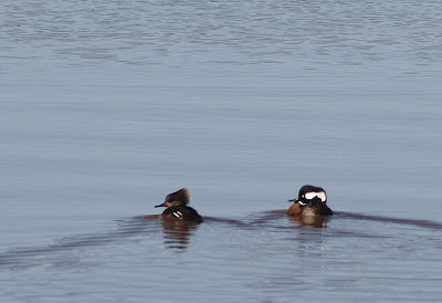 hooded mergansers on Lake Gaston