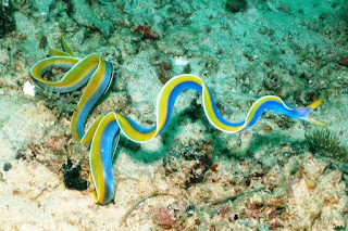  Sea Eel (Belut Laut)