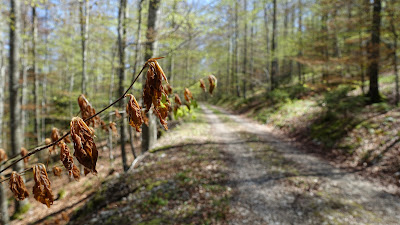 Frostschäden im Wald