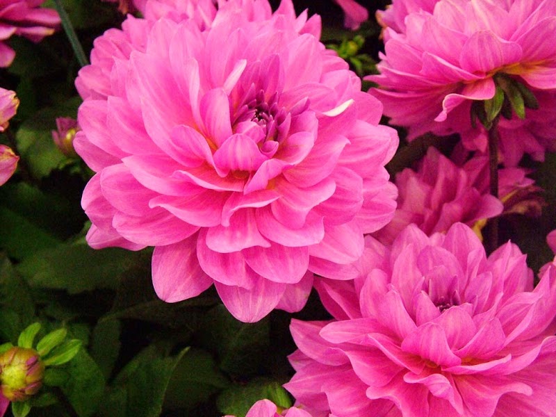Terkini Tumbuhan Bunga Dahlia