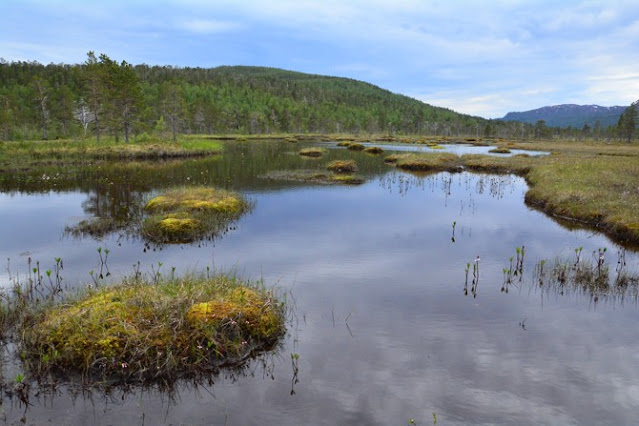 Trek v národním parku Anderdalen na norském ostrově Senja.