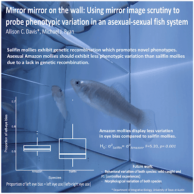 Poster titled, "Mirror mirror on the wall: Using mirror image scrutiny to probe phenotypic variation in an asexual-sexual fish system"