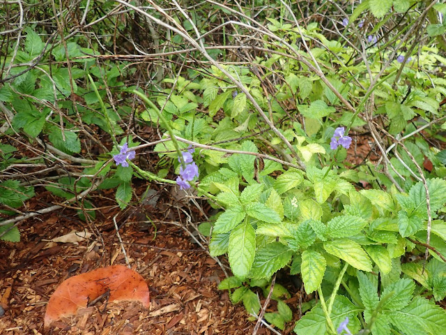 Stachytarpheta jamaicensis