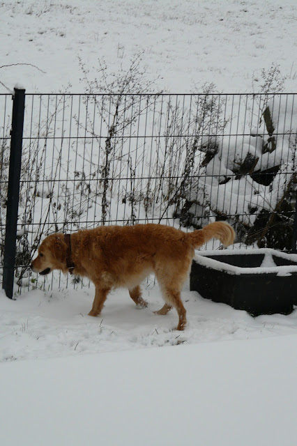 Golden Retriever beim Spurenlesen im Schnee