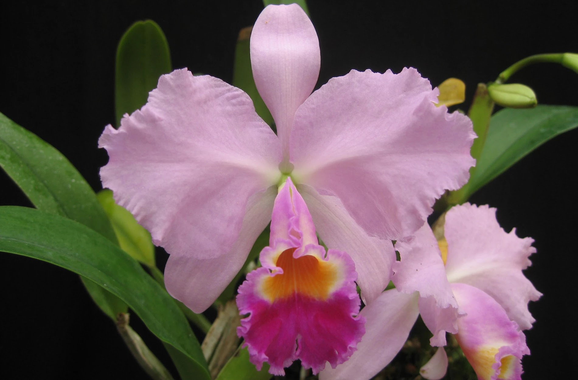 orquidea cattleya