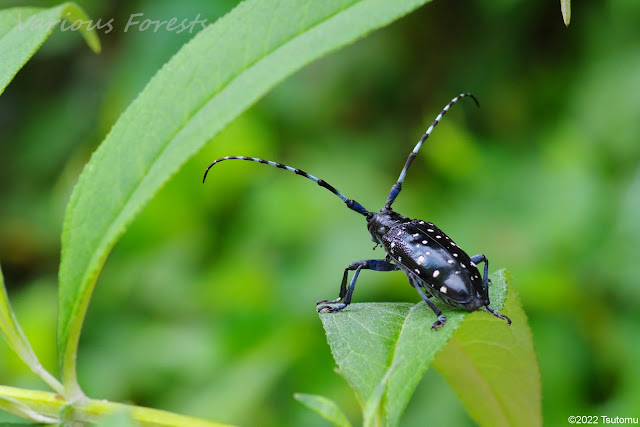 white-spotted longhorned beetle