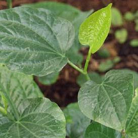 Rahsia Tumbuhan-tumbuhan Herba: Khasiat Pucuk Kaduk