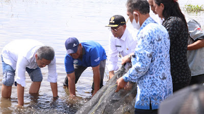 Akibat Keganasan “Ikan Setan Merah”, Bupati Toba Tabur 75 Ribu Bibit Ikan Nila di Danau Toba