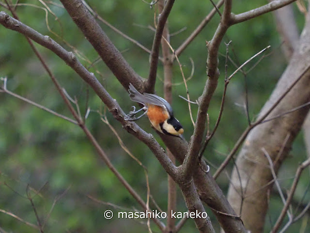 ヤマガラ