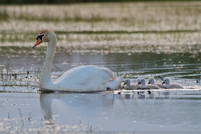 Knobbelzwaan met kuikens - Mute Swan with Chicks