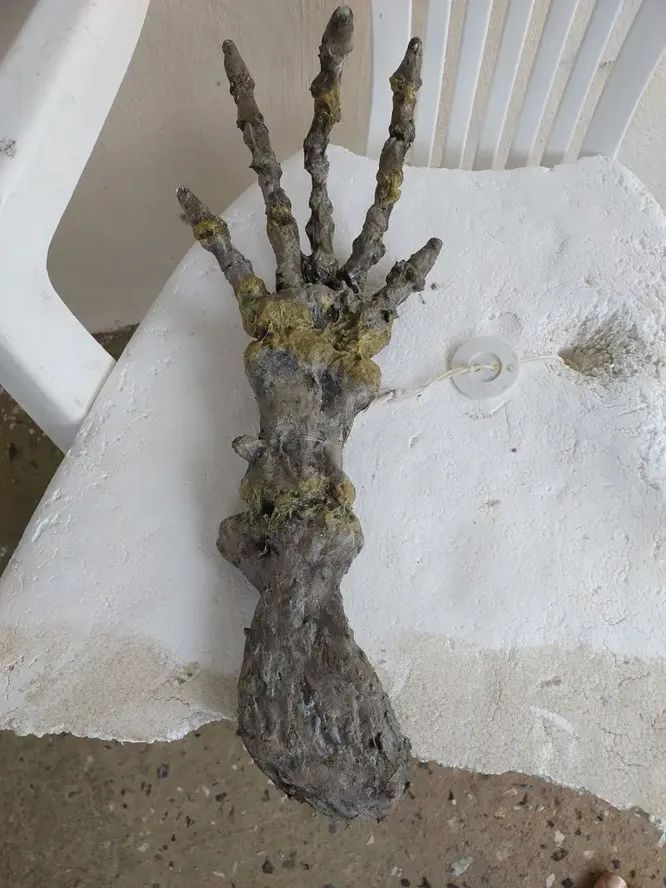 «Alien arm» found on beach in Brazil: What scientists say about creepy limb