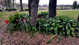 Blooming Plants. Share NOW. #plants #bloomingplants #azaleas #amaryllis #eclecticredbarn