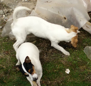 Puppies playing outside