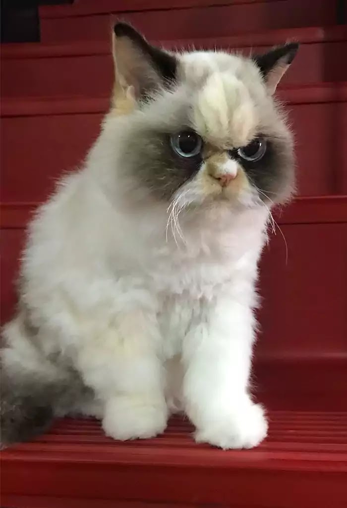 The World's Angriest Kitty Has Come To Replace The Famous Grumpy Cat