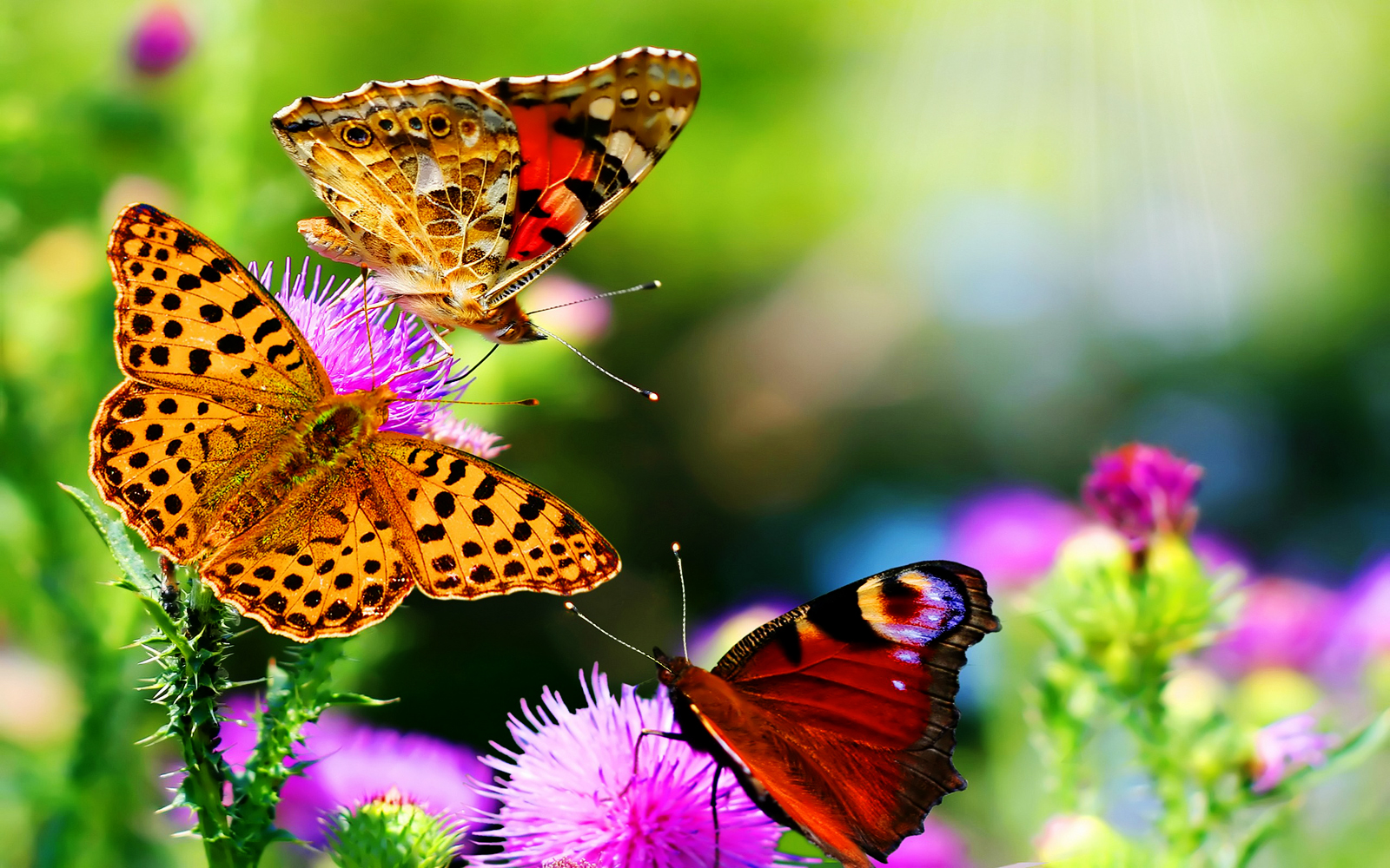 Butterflies on Puple Flowers HD Nature Wallpaper